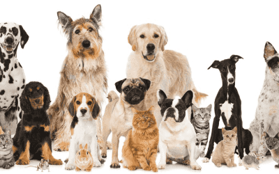 Group of dogs standing together outdoors